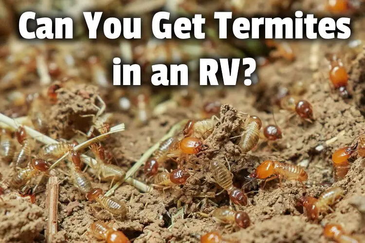termites in rv lg