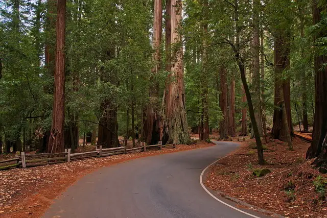 redwoods-g617c4beff_640